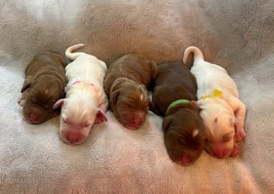 newborns