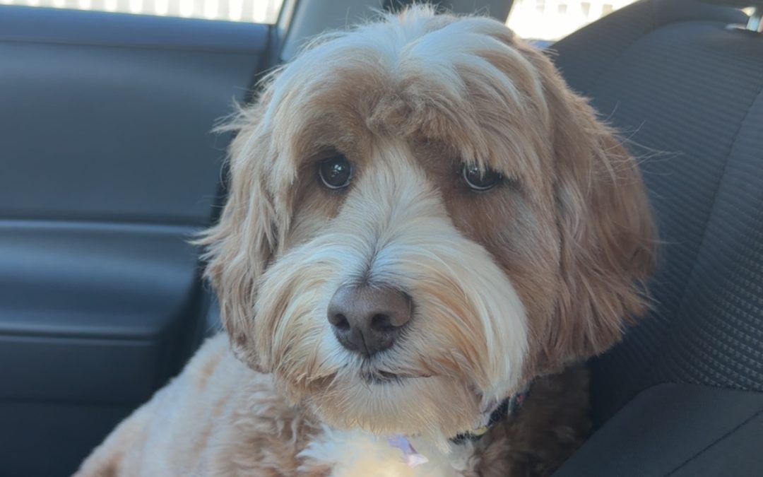 Australian Labradoodle Summer Adventures: Building Memories One Paw Print at a Time