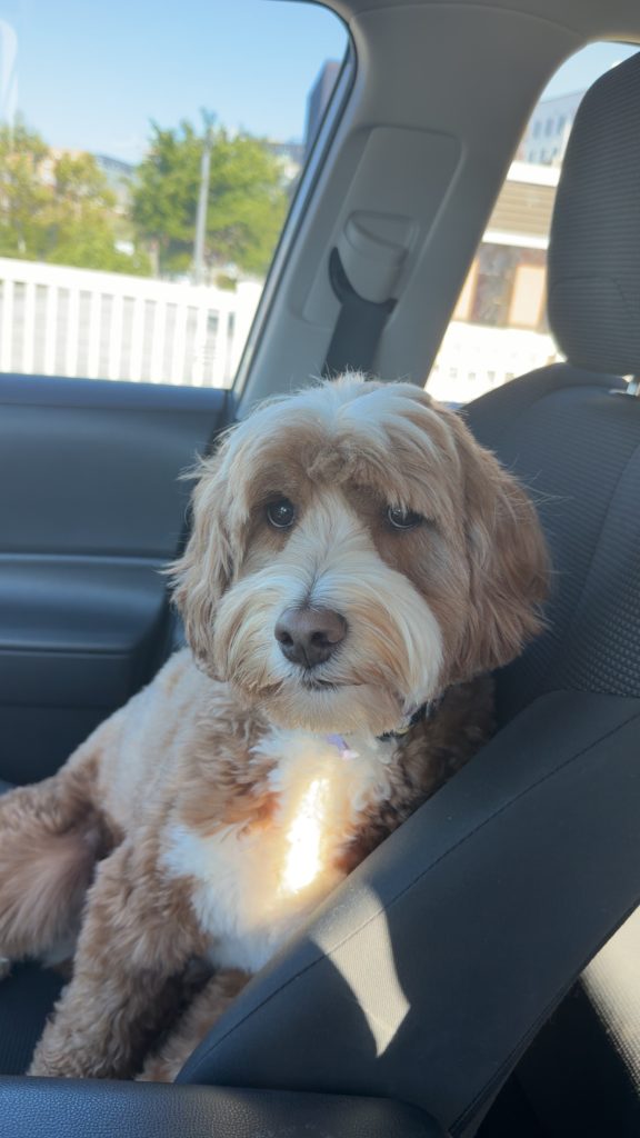Duke