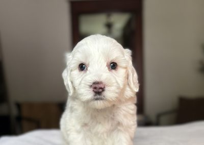 Rick (male)