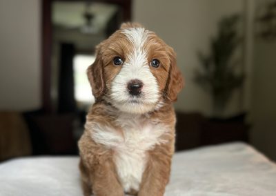 Yoda (male)