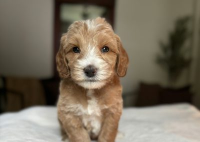Qui-Gon (male)