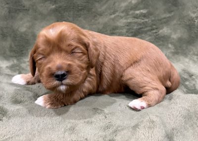 Reuben (male)