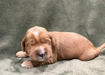 Annie (female)