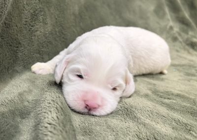 Darlene (female)