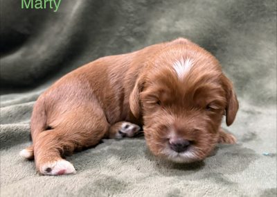 Marty (male)