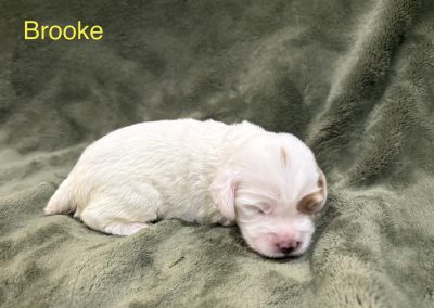Brooke (female)