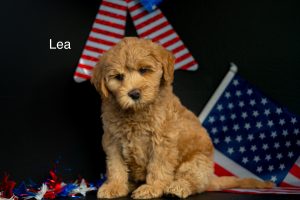 Lea (female)