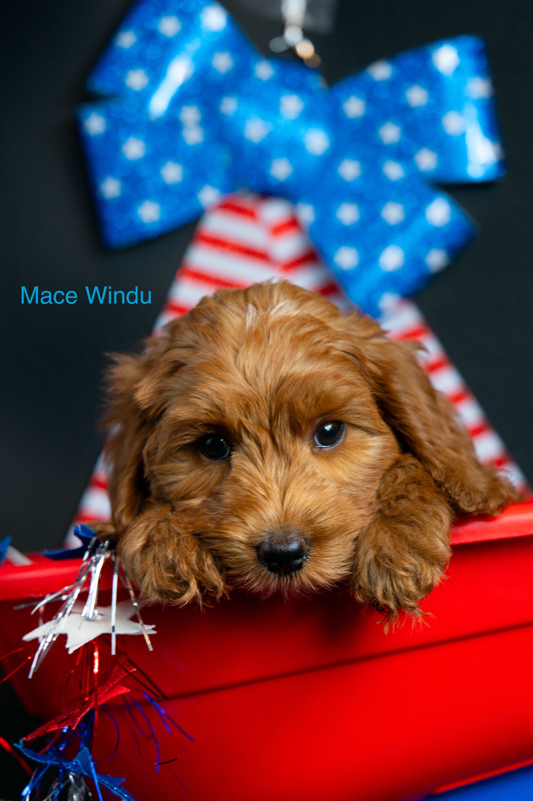 Mace Windu (male)