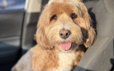 Dogs and Kids: Teaching Compassion and Care with Australian Labradoodles
