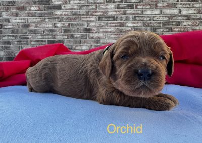 Orchid (female)