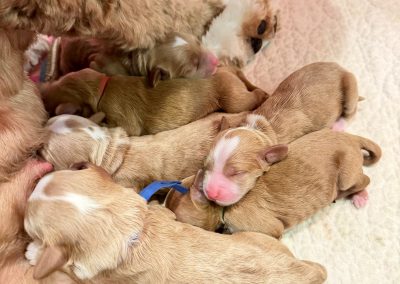 Newborns