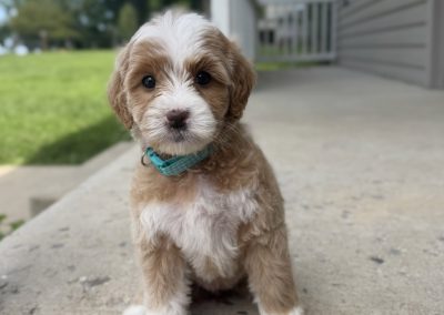 Reagan (female)
