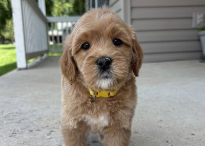 Schmidt (male)