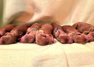 Newborns