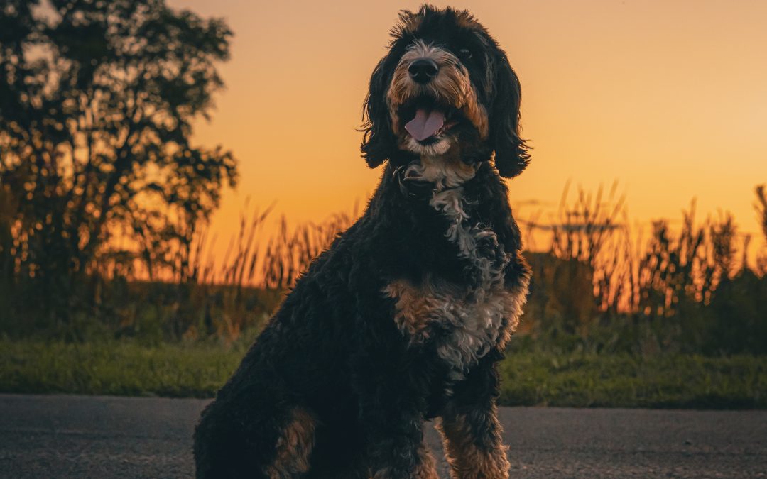 Creating Calm: How Your Energy Shapes Your Dog’s Behavior