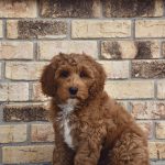 Murphy (male)
