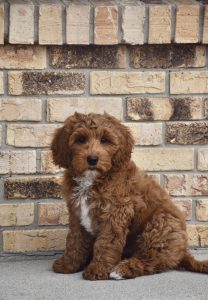 Murphy (male)