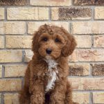Murphy (male)