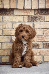 Murphy (male)