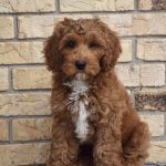 Murphy (male)