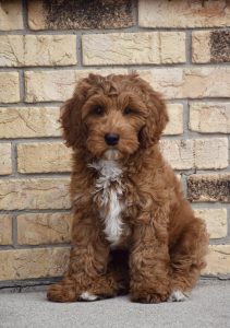 Murphy (male)