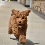 Murphy (male)