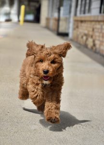 Murphy (male)