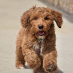 Murphy (male)