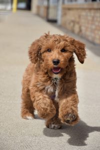 Murphy (male)