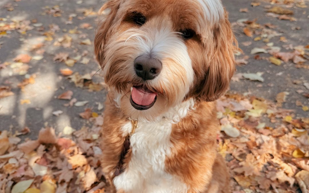 A Little Fall Adventure, and a Stronger Bond