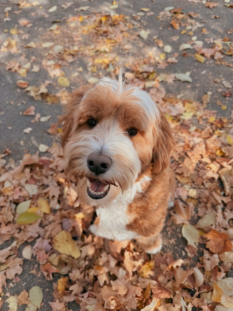 Duke (male)
