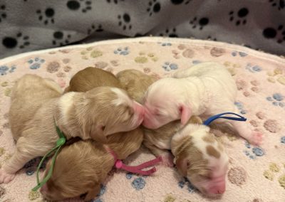 newborns