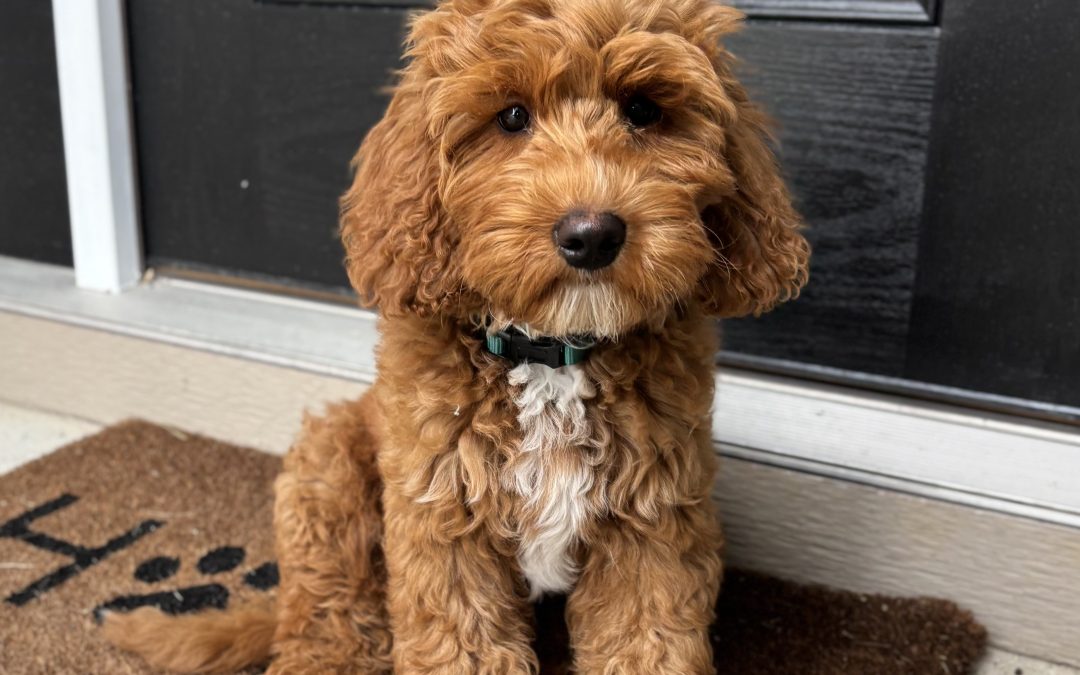 Smart Love: How Mental Enrichment Deepens the Emotional Connection with Your Puppy